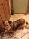 Lila