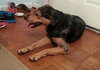 Bruno
