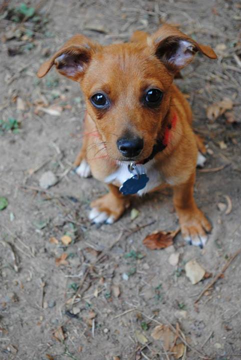 Arthur-Puppy