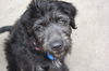 Gidgie Puppy