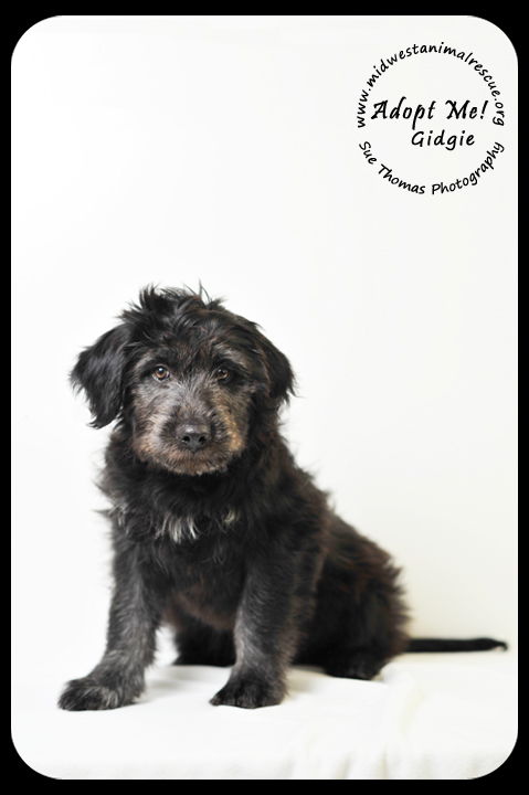 Gidgie Puppy