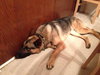 Buster