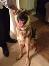 Buster