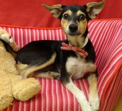 Bart- Puppy