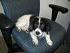 Ollie- Puppy