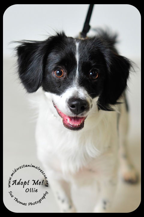 Ollie- Puppy