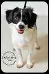 Ollie- Puppy