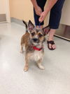Gidget