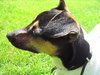 Tucker