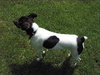 Tucker