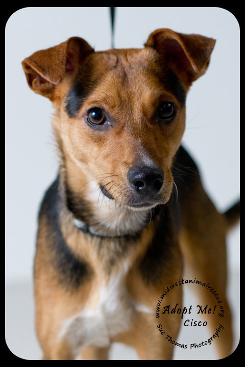 Cisco-Puppy