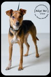 Cisco-Puppy