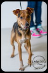 Cisco-Puppy