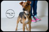 Cisco-Puppy