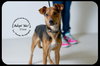 Cisco-Puppy