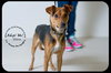 Cisco-Puppy