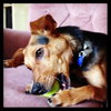 Cisco-Puppy