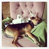 Cisco-Puppy