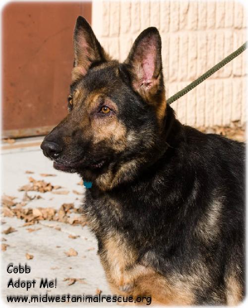 Cobb