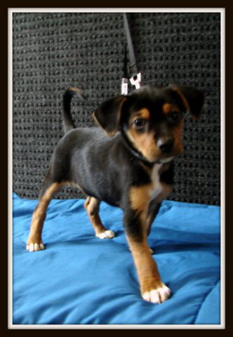 Herman -Pup