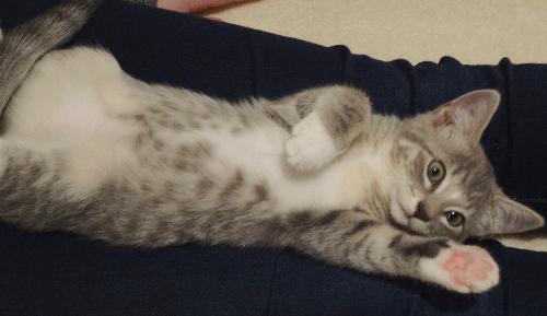 Piper- Kitten