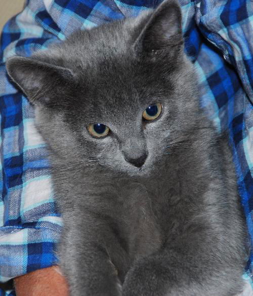 Gracie -Kitten