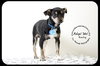 Rocky -Puppy