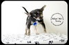 Rocky -Puppy