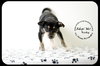 Rocky -Puppy