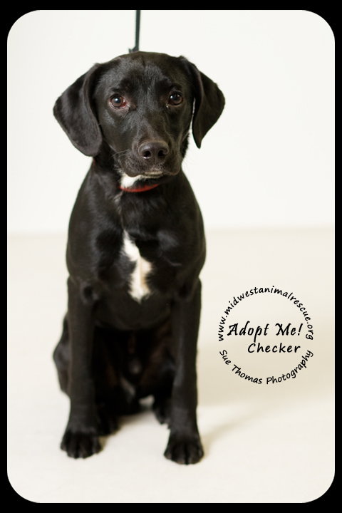 Checkers