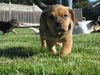 Hoss Puppy