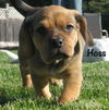 Hoss Puppy