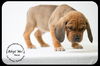 Hoss Puppy