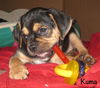 Kuma Puppy
