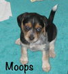 Moops Puppy