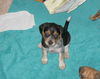 Moops Puppy