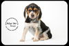 Moops Puppy