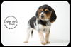 Moops Puppy