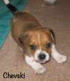 Chevski Puppy
