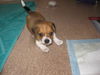 Chevski Puppy