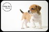 Chevski Puppy