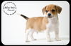 Chevski Puppy