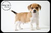 Chevski Puppy