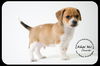 Chevski Puppy