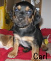 Carl Puppy