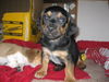 Carl Puppy