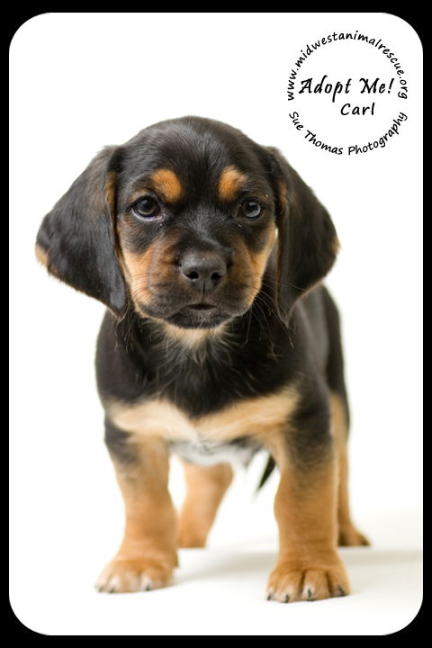 Carl Puppy