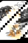Carl Puppy