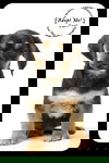 Carl Puppy