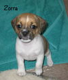 Zorra Puppy